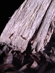 Termitinae