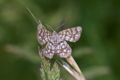 Chiasmia clathrata