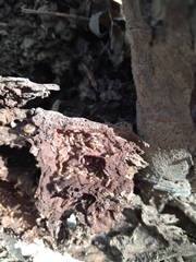 Termitinae