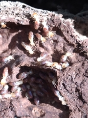 Termitinae