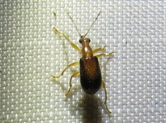 Eugnamptus cinctus
