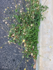 Tridax procumbens image