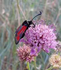 Zygaena punctum