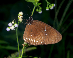 Euploea sylvester