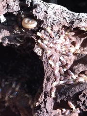 Termitinae