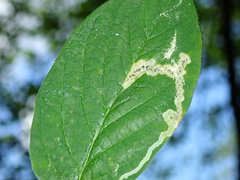 Aulagromyza hendeliana