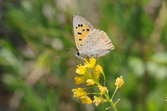 Lycaena phlaeas