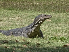 Varanus salvator