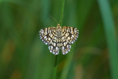 Chiasmia clathrata