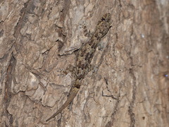 Hemidactylus mercatorius