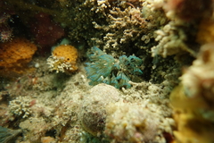 Virididentula dentata
