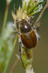 Chaetopteroplia segetum