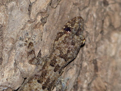 Hemidactylus mercatorius