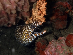 Enchelycore pardalis