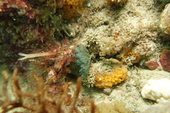 Virididentula dentata