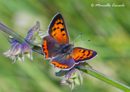Small Copper, photo 7 of 7