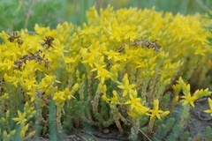 Sedum acre
