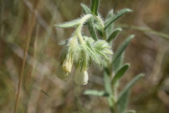 Onosma echioides dalmatica
