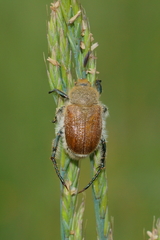 Chaetopteroplia segetum