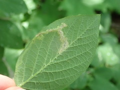 Aulagromyza hendeliana