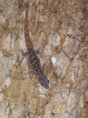Lygodactylus tolampyae