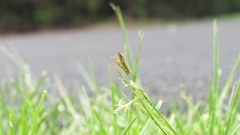 Draeculacephala constricta