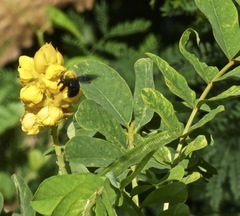 Xylocopa minor