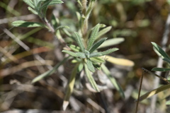 Onosma echioides dalmatica