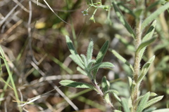 Onosma echioides dalmatica