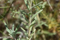 Onosma echioides dalmatica