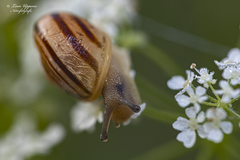 Helicella itala