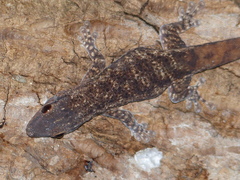 Lygodactylus tolampyae