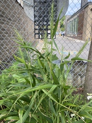 Elymus hystrix