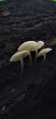 Filoboletus gracilis