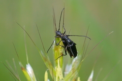 Stenurella nigra
