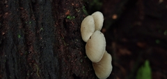 Filoboletus gracilis