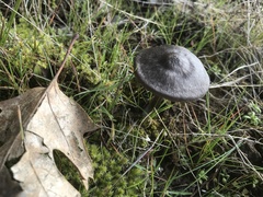 Nolanea edulis concentrica