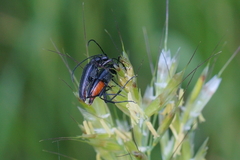 Stenurella nigra