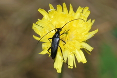 Stenurella nigra