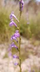 Lobelia urens