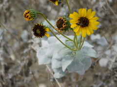Encelia palmeri