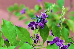 Thyreus himalayensis