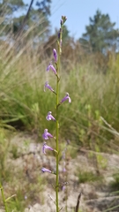 Lobelia urens