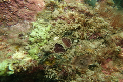 Aplidium clivosum