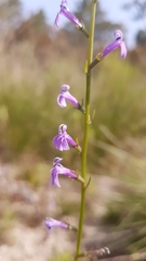 Lobelia urens