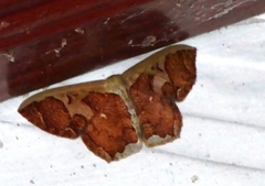 Zythos avellanea