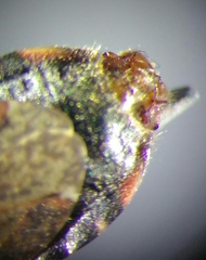 Himacerus mirmicoides