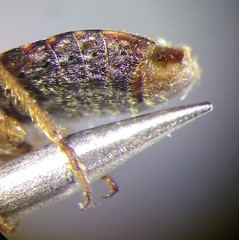 Himacerus mirmicoides