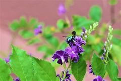 Thyreus himalayensis