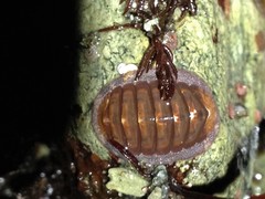 Lepidozona interstincta